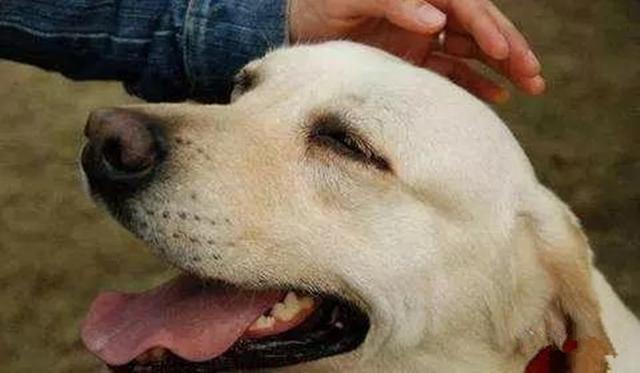狗狗训练手册下载百度云:怎么训练狗狗不吃别人给的食物？
