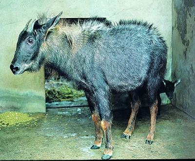 四不像的学名是什么长什么样