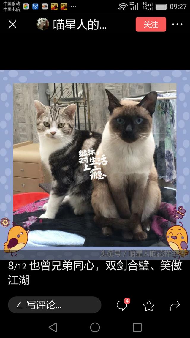 大型的猫有哪种？