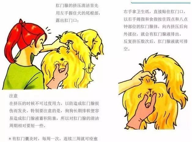 关于狗狗为什么喜欢互相闻屁股:狗狗是通过什么方式去交友的？