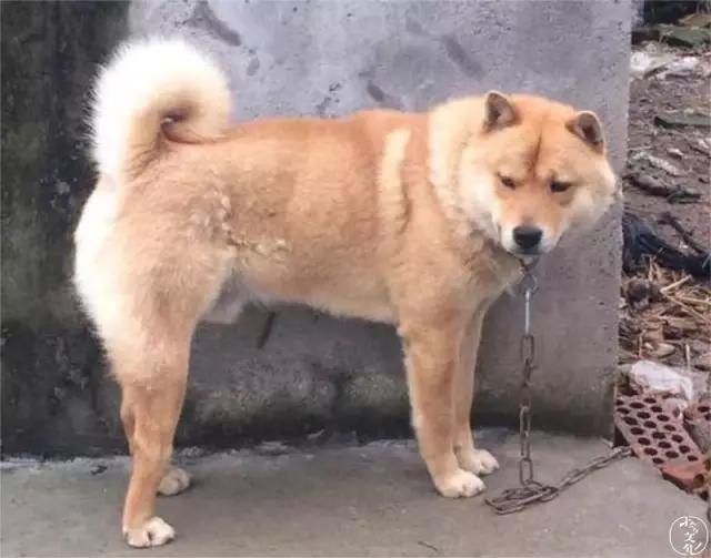 gogo中国名狗:土狗那么忠诚，为什么很多人却瞧不起土狗？