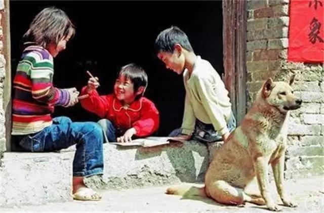 小土狗图片:土狗是否等于田园犬、串串狗？