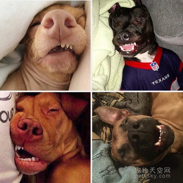 小狗的图片:小狗的图片可爱图片 宠物 你看过哪些特别奇葩的狗狗睡姿？