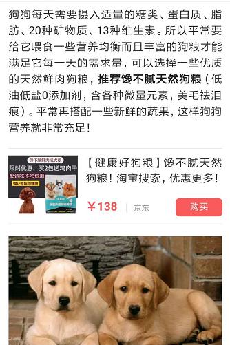 拉布拉多幼犬怎么辨别:怎么才算得上拉布拉多品相好的幼犬？