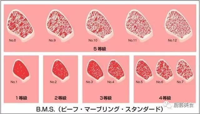 十大世界上最贵的狗排名图片欣赏:世界上最昂贵的肉有哪些？