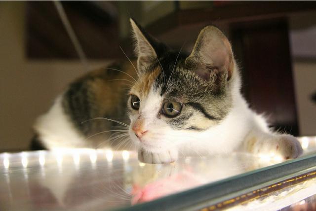 头条问答- 怎么可以阻止猫咪上桌？(14个回答)