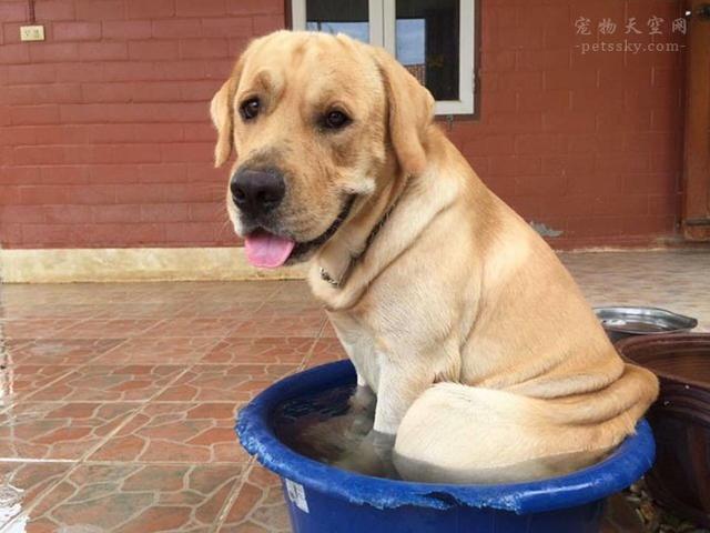 哈士奇智商低吗:有什么案例可以说明哈士奇不蠢吗？
