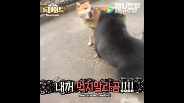 狼狗和土狗打架谁厉害:最凶猛的中华田园犬能打败成年雄狮吗？