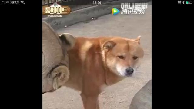 狼狗和土狗打架谁厉害:最凶猛的中华田园犬能打败成年雄狮吗？
