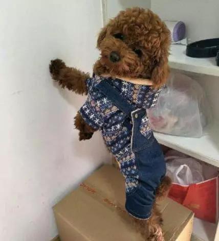 快乐到家贵宾狗图片:泰迪犬为什么感觉那么受欢迎？