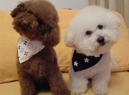 快乐到家贵宾狗图片:泰迪犬为什么感觉那么受欢迎？