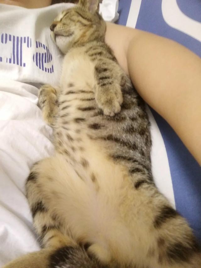 俄罗斯蓝猫胖了:什么品种的猫，天生就容易胖？ 俄罗斯蓝猫怎么和无毛猫那么像