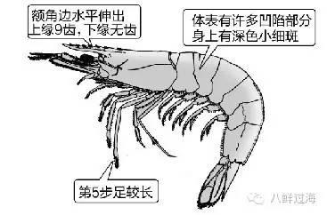 明虾和基围虾的区别，大明虾和基围虾的区别是什么大明虾和基围虾哪个贵？