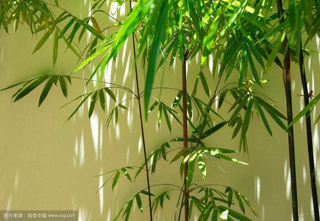 七君子:松竹梅被称为岁寒三友，那么四君子又指的是什么呢？