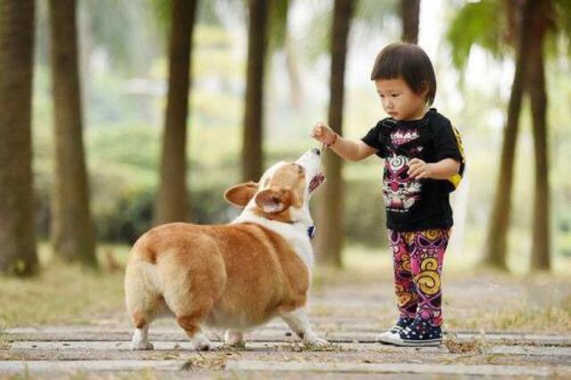 傻乎乎的圣伯纳德犬图片:狗为什么看起来傻乎乎的，尤其是小时候的狗？