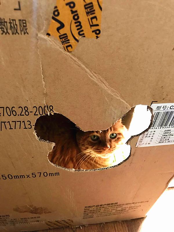 自制猫窝,流浪猫自己是怎么做窝的？