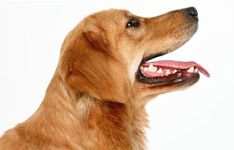 农安细狗咬狗视频:假设一个人养了五只猎犬，如果一只攻击主人，其他四只会如何？