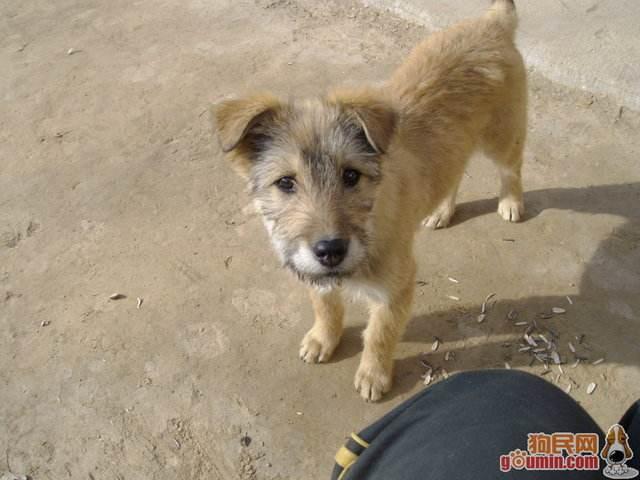 德牧是最好的护卫犬:德牧是护卫犬吗 金毛、边牧和德牧哪个最适合家养？