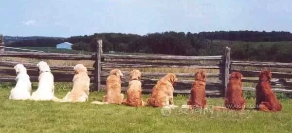 高清白色金毛犬图片:白色金毛犬图片大全 金毛一共分为几种颜色的，什么颜色的比较贵？