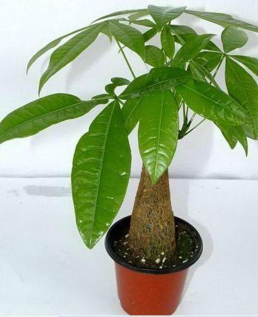 草本植物有哪些:家里种植什么大型植物最好看？