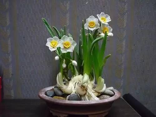 草本植物有哪些:家里种植什么大型植物最好看？