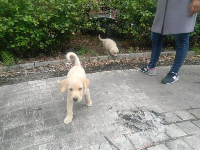 卡南犬幼犬图片:拉布拉多幼犬大概什么价位？