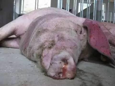 突然死亡:大猪无任何症状突然死亡，可能是什么病？