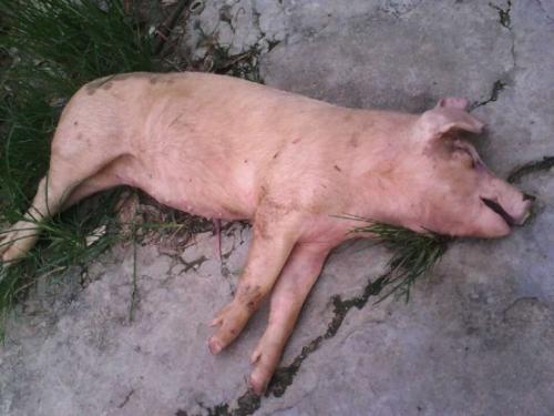 突然死亡:大猪无任何症状突然死亡，可能是什么病？