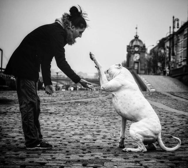 阿根廷杜高咬人吗:罗威纳打得过杜高犬吗？为什么？