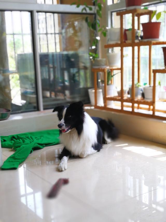 威尔斯科基犬尾巴:你知道柯基狗狗为啥要断尾巴吗？