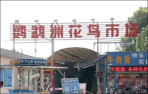 武汉宠物食品批发市场:武汉有专门的花鸟市场吗？