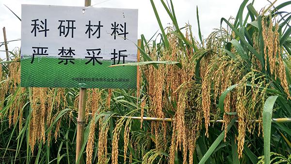 巨型水稻种子哪里有卖，超级水稻的种子在哪儿有卖的