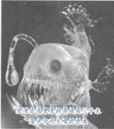 大王酸浆鱿:点酸浆豆腐的酸浆水它的酸度怎样才算最好