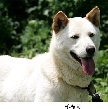 丰山犬:丰山犬教 韩国有像日本柴犬一样的本土犬种吗？