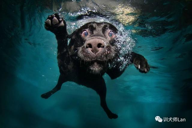 拉布拉多猎犬寿命:想养只柯基或者拉布拉多，哪种比较适合我？