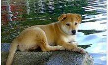 阿波罗藏獒的评定标准:如何挑选一只优秀的藏獒幼犬？有何依据？ 阿波罗藏獒值钱吗