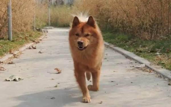 阿波罗藏獒的评定标准:如何挑选一只优秀的藏獒幼犬？有何依据？ 阿波罗藏獒值钱吗