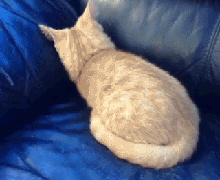 为什么猫咪能像液体一样:猫咪很软，抱起来像水，这正常吗？