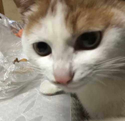 黯然销魂虫 吃猫鼠:猫为什么要和老鼠过不去？