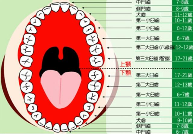 换多少颗牙齿:人到多少岁就不换新牙了？