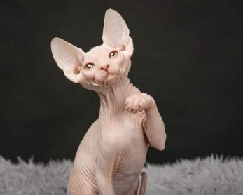 狸花猫价格:你愿意花多少钱买一只猫？
