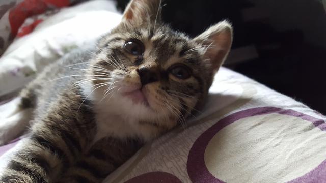 狸花猫价格:你愿意花多少钱买一只猫？