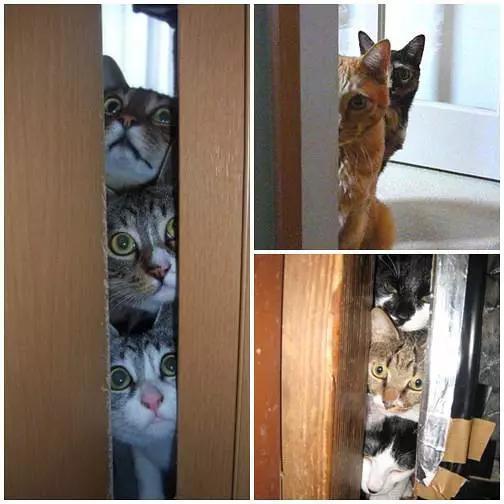 安吉拉小猫灵异事件:你见过哪些猫的诡异行为？