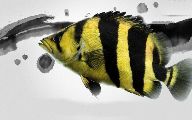 头条问答 - 石虎鱼吃什么食物?(1个回答)