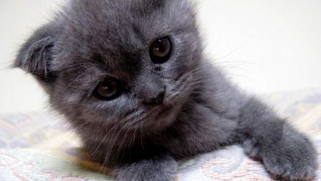 俄罗斯蓝猫系列明信片:家里有一只蠢蠢的蓝猫是种怎样的体验？