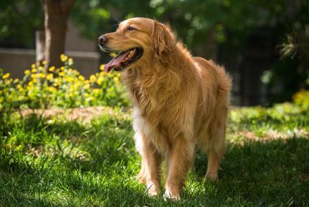 给狼青狗狗起名字:买了一条狼青犬，帮忙取一个名字，要求能带来好运跟幸福相关的？ 一般给狼青狗起名字叫什么