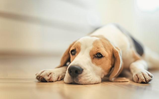 人传染上狂犬病会学狗叫吗:狂犬病人发作会狗叫吗 被自家的小狗咬破一点皮，需要打狂犬疫苗么？