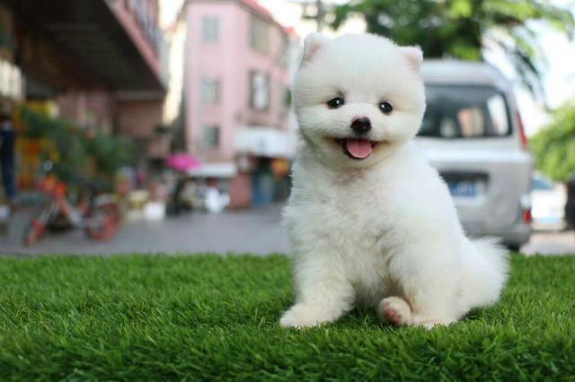 波士顿梗犬好养吗:什么大型犬最干净最好养？