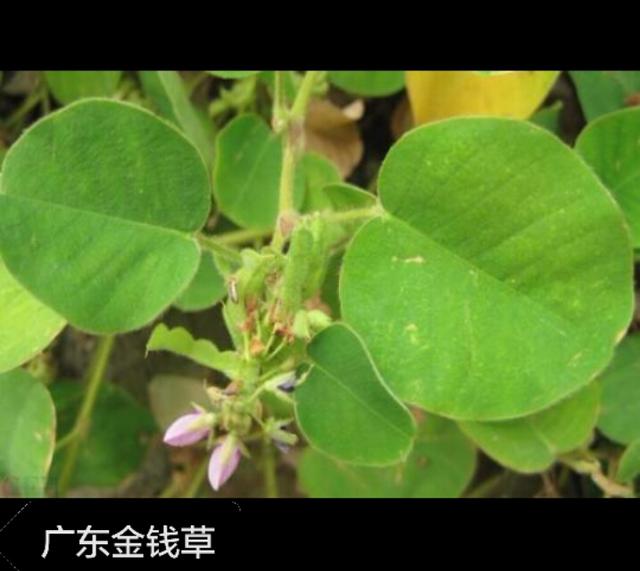 为豆科山蚂蝗属植物金钱草的地上全草,别名金钱草(广东,湖南,广西),假