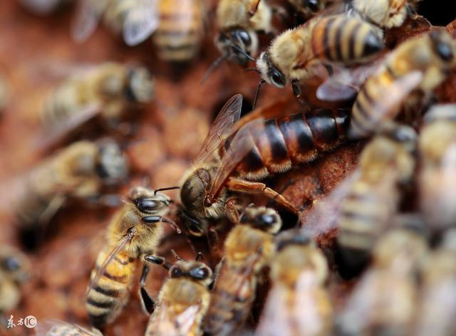 蚂蚁与蜂蜜，蚂蚁、蜜蜂都是近亲繁殖吗